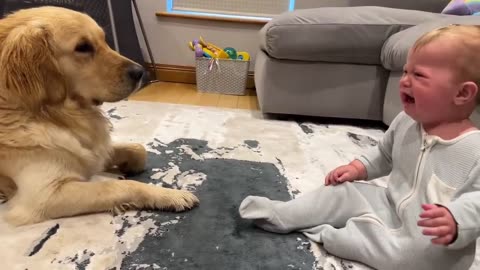 Golden pup video