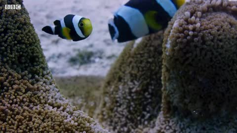 Amazing Clownfish Teamwork | Blue Planet II | BBC Earth