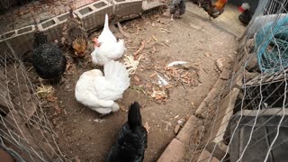 Backyard Chickens Dirt Bath Video Sounds Noises Hens Clucking Roosters Crowing!