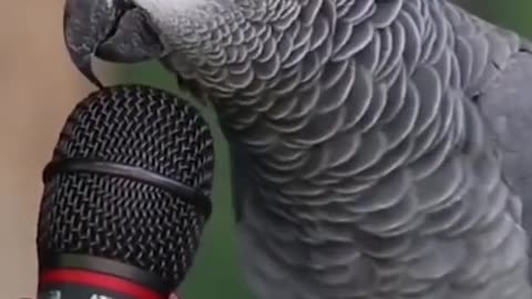talking parrot: makes an interview and imitates the sounds of other animals