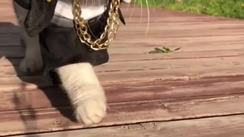Cute cat attitude video 🔥🔥