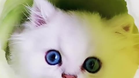 cute baby cat