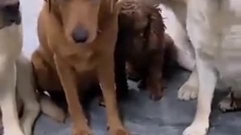 Dogs give up their friend