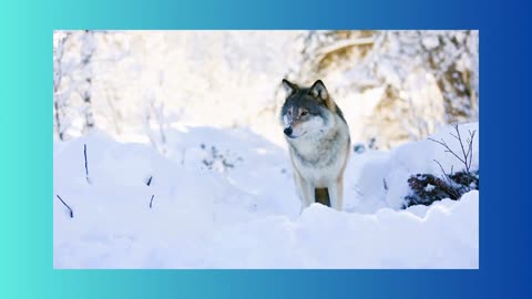 Beautiful video of a wolf in the snow