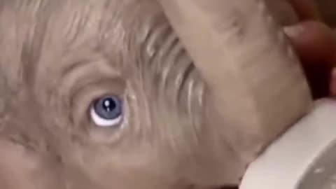 Cute elephant video