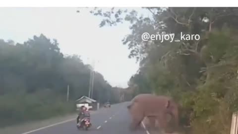 Elephant funny videos