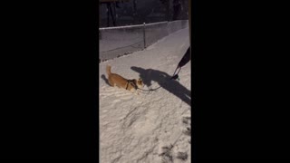 Dog Corgi Reaction To Snow