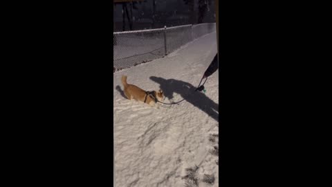 Dog Corgi Reaction To Snow