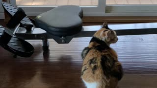 Cat Watching Neighbor Cat😼
