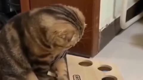 Cat is confused with toy