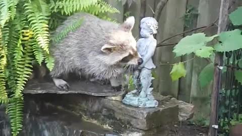 Raccoon Is Fascinated with Fountain