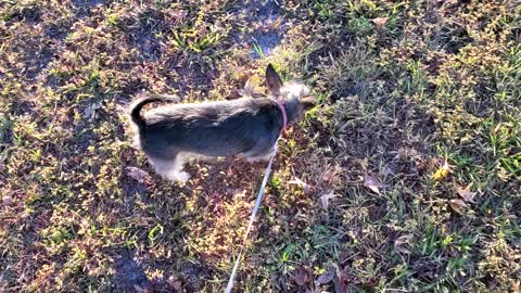 Penny's adventures with the Muscovy ducks.