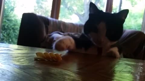 Kitten overly cautious of food scraps
