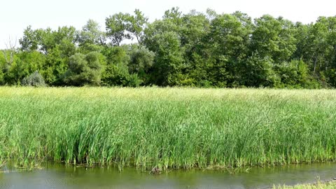 ARCHIVED VIDEOS SPRING Sounds of nature Crickets, Frogs and birdsong