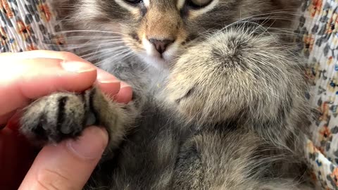 cute kitten getting massage of the Paws.