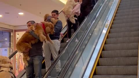 Parade of Golden Retrieves Descend Escalator