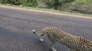 Leopard Brazenly Approaches Safari Vehicle