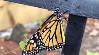 STUNNING RARE MONARCH BUTTERFLY