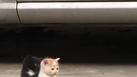 Adorable Cats at the Roadside: A Heartwarming Encounter