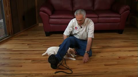 The Keys to a Fantastic Dog! Promo Video for Gentle Dog Training