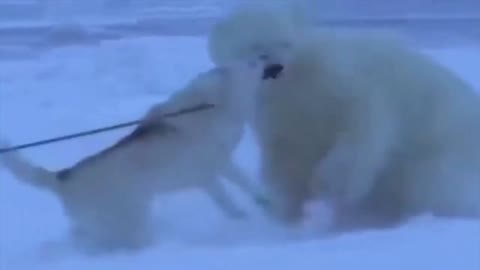Dog vs polar bear