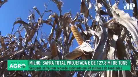 Safra Total do Milho Estimada em 127,8 Mi de Toneladas em 2023