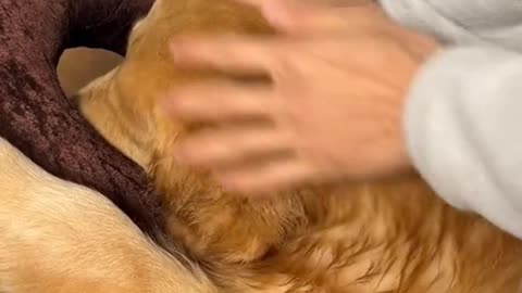 dog massage