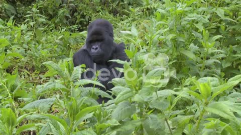 A mountain gorilla sits in greenery on the slopes of a volcano in Rwanda
