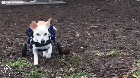 Dog On Wheels Refuses To Be Held Back