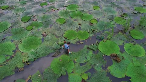 Water Lily Nuts Harvesting and Processing - How to Grow Fox Nuts (Makhana) - Water Lily Farm