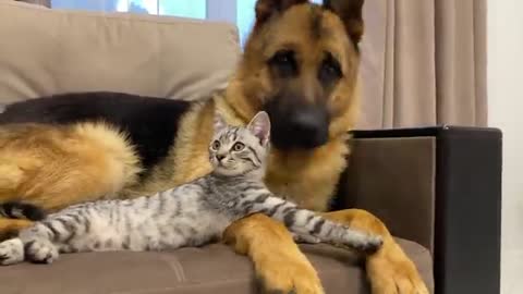 German Shepherd and Golden Retriever are Best Friends for Kitten