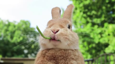 Adorable Bunny Enjoying a Delightful Grass Feast - A Heartwarming Sight!"