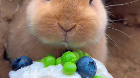 Cute Bunny eating