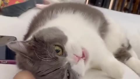 Funny cat videoo