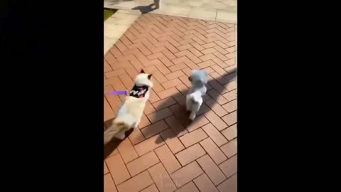 Cute Funny Pets doing crazy..😂😍🥰😅