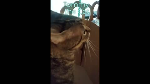 Cat gets caught by surprise and does a weird meow