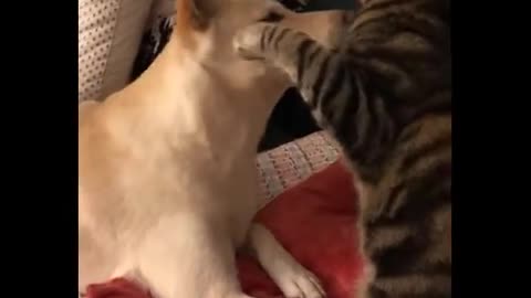 Funny and Cute Dogs and Cats Compilation 2020