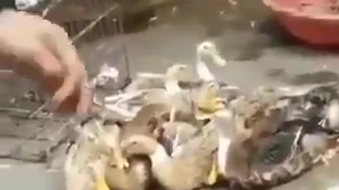 Duck laughing