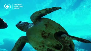 Relaxing Music 🔊 with Aquarium - Beautiful Piano Music & Guitar 🔥 By Norbel (Ultra HD)