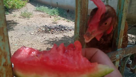 My chickens love eat watermelon