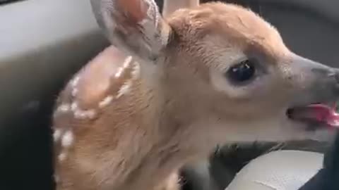 Fawn bleats after being rescued