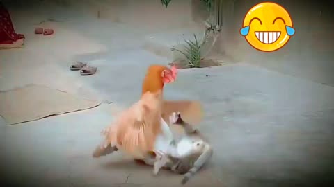 😱😱wwooww😱😱 Breathtaking cock and cat fight