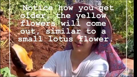 What is the Difference Between Yellow and Orange Snow Lotus?