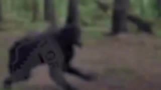 Supposed trail cam of dogman