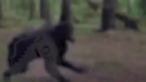 Supposed trail cam of dogman