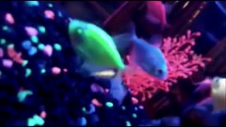 My Neon Fish Tank