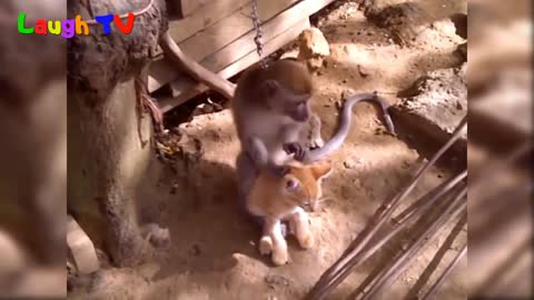 Funniest monkey playing with a cute cat... Part -1