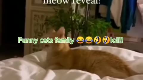 Funny cats family lol 😂😂🤣🤣