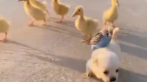Dog playing with ducks😍❣️