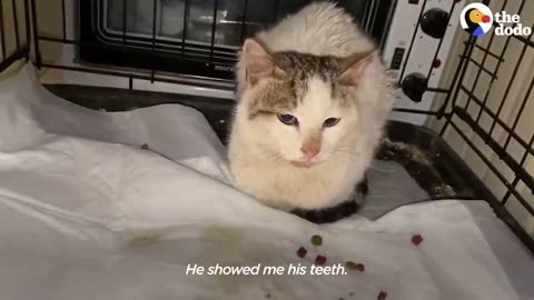 Hissing Feral Cat Falls In Love With The Guy Who Rescued Him